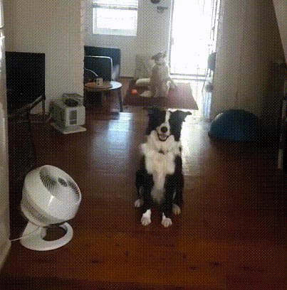 Pred kamerom je upucao svoje pse pa snimku podijelio na internetu kako bi svi to vidjeli