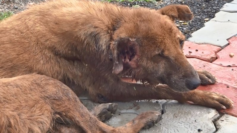 Pas ni u teškim trenucima nije prestao mahati repićem, a onda mu se život promijenio
