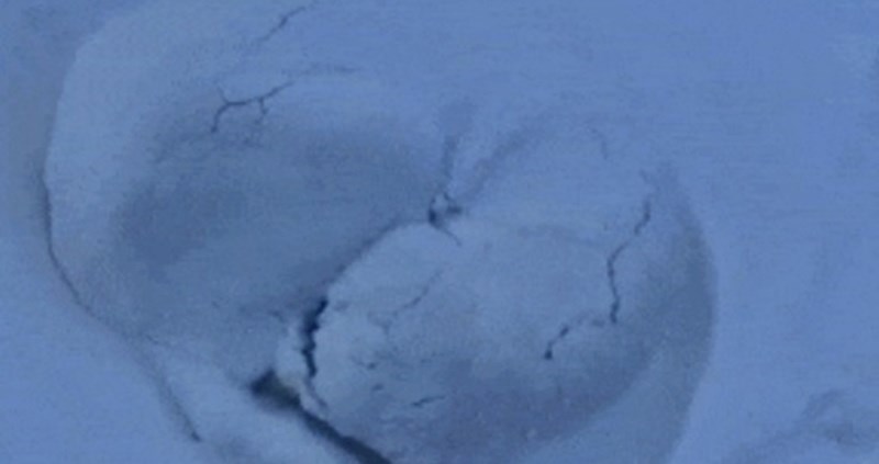 Čovjek se zabrinuo kad je u dvorištu našao ovo, vidite li o čemu je riječ?