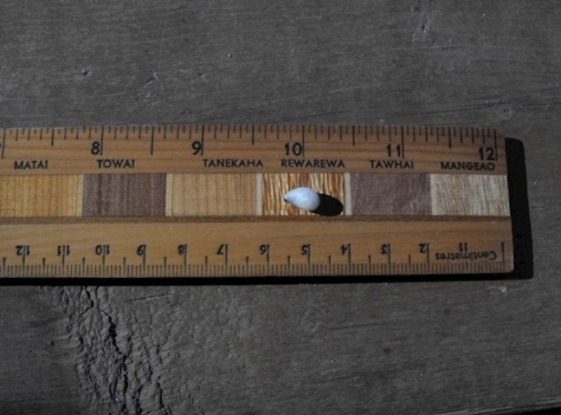 "U konzervi morskih plodova našli smo biser."