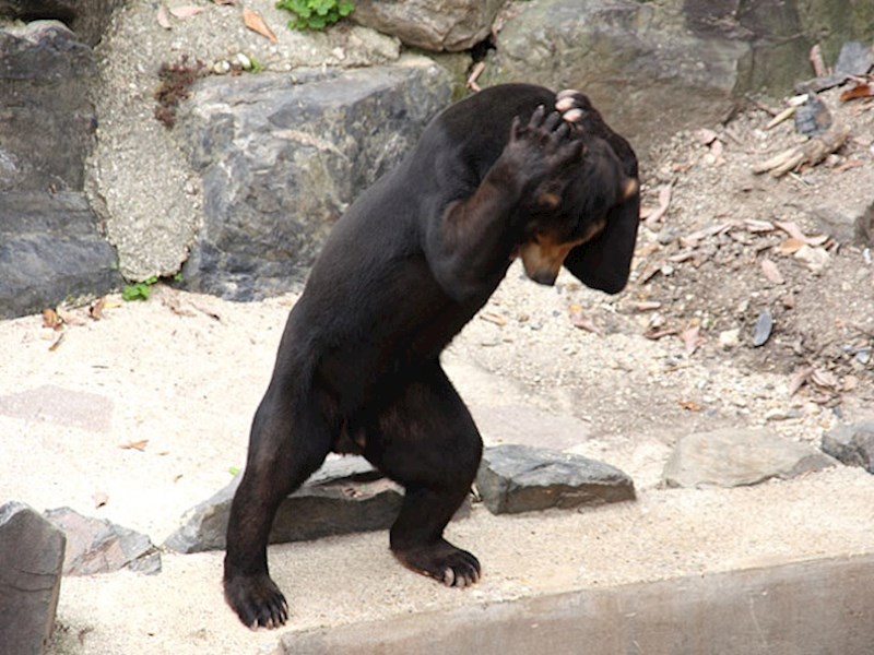 Medvjed koji glumi čovjeka koji ni sam ne može vjerovati što se dogodilo...