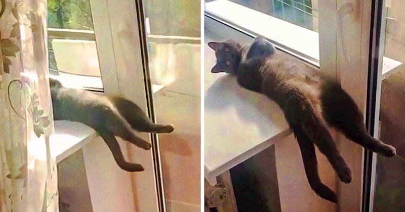 Ljudi su podijelili simpatične slike svojih mačaka i pokazali kako one spavaju