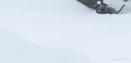 Pas je ostao zarobljen u visokom snijegu, njegov prijatelj je skočio u pomoć i spasio ga na genijalan način