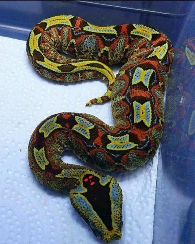 Šarena zmija s crnim dugom na glavi