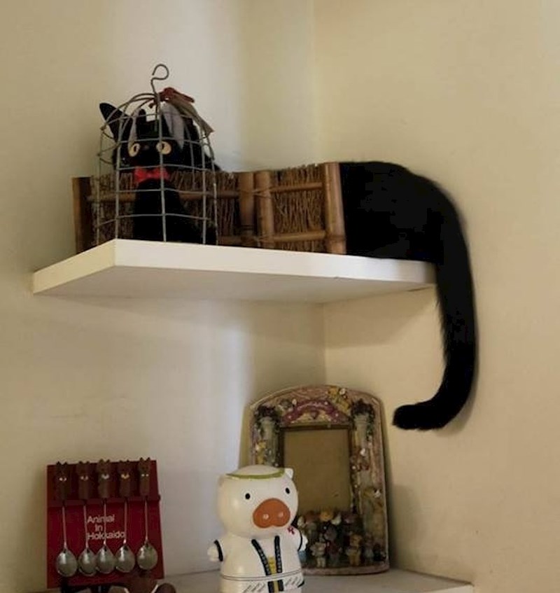 Crna mačka se maskirala pomoću igračke...