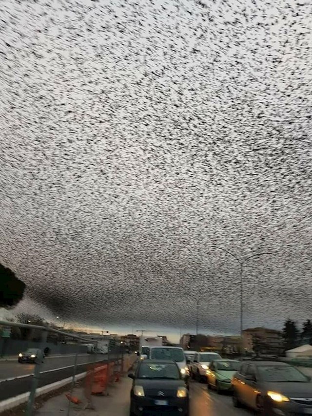 Netko je slikao seobu stotina tisuća ptica iznad Rima.