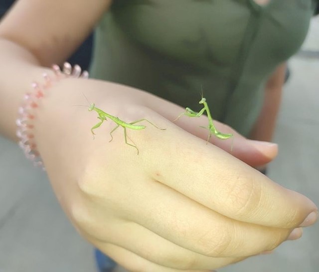 "Slikala sam bogomoljke na kćerinoj ruci, fotka izgleda kao da je loše fotošopirana."