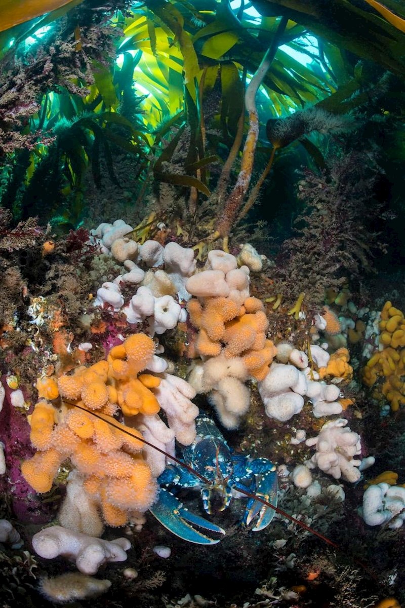 Alexander Mustard, 2017.