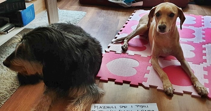 Vlasnik je svoje pse nazvao malim šupcima, a napisao je i zbog čega su zaslužili ovu titulu