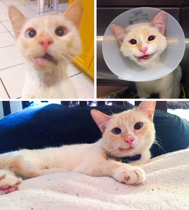 Ovu uličnu mačku je udario automobil. Veterinari su je operirali. Skroz se oporavila, a jedan od veterinara ju je udomio.