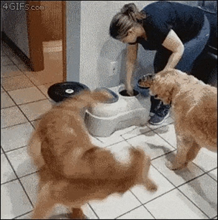 Ovaj pas ima presmiješnu naviku, pogledajte što radi kad mu vlasnica daje hranu
