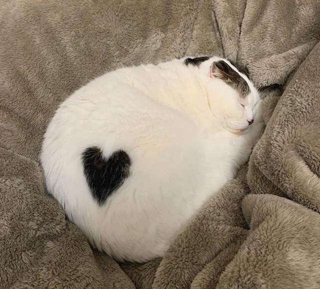 Ova maca ima veliko srce.