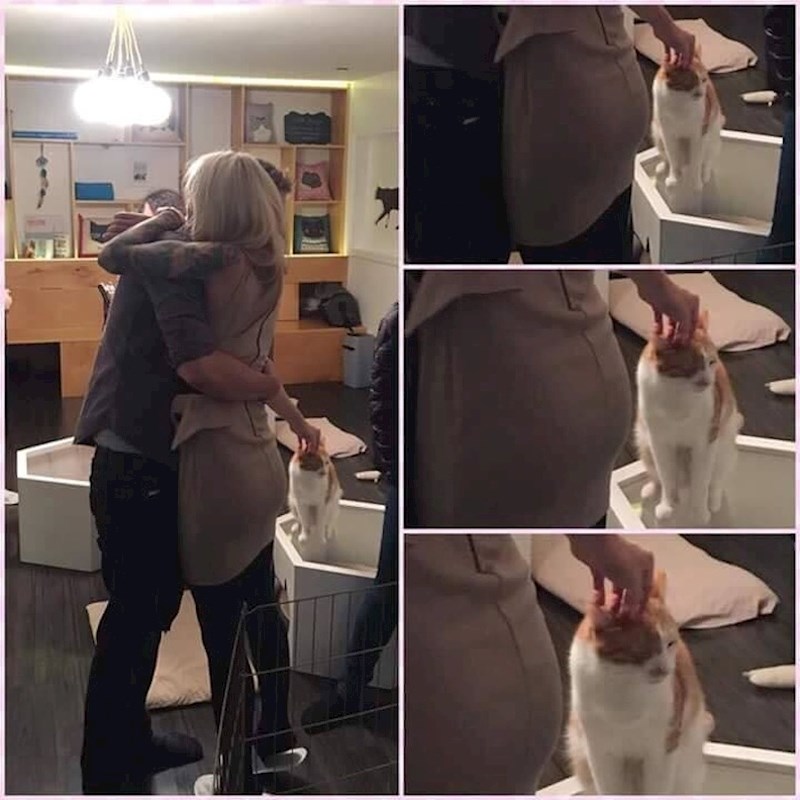 Volim te, ženo, ali radije bih mazio mačku...