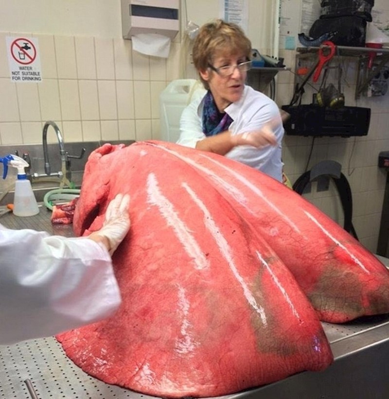 Pogledajte koliko su konjska pluća zapravo ogromna.