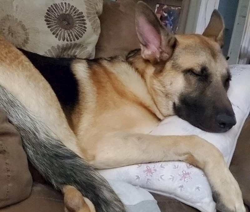 Ovaj pas zna kako koristiti vlasnikov anatomski jastuk. Pogledajte samo ovo lice...