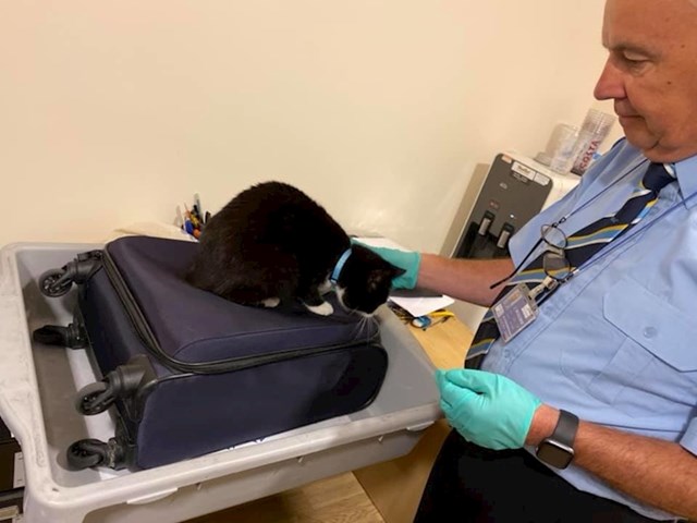 Putnica je tvrdila da nije ni znala da joj je mačka ušla u kofer prije nego što je krenula na put. Našli su je na zračnoj luci.