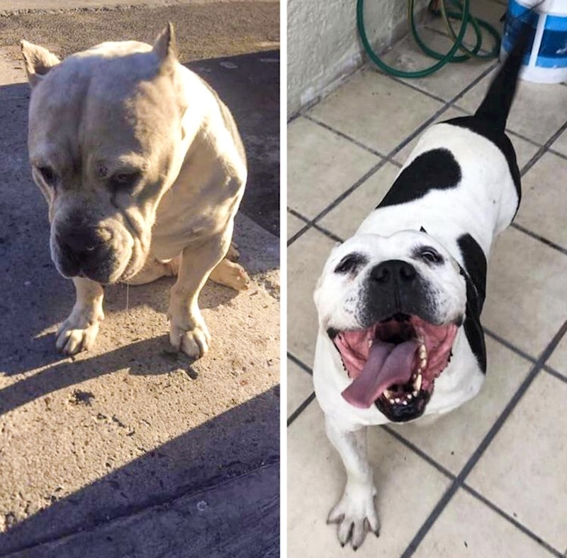 "Ovako (desna slika) je naš dobri dečko izgledao samo 4 dana nakon što više nije bio lutalica."