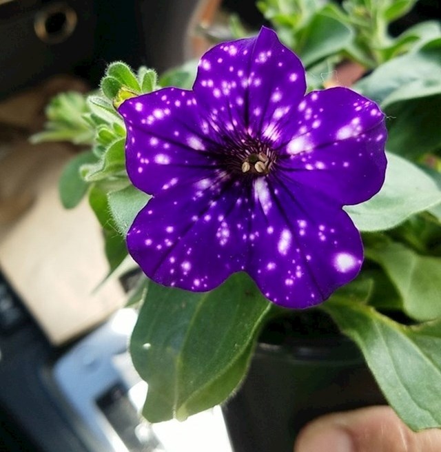 Ovaj cvijet ima točkice zbog koje slika izgleda kao da je fotošopirana.