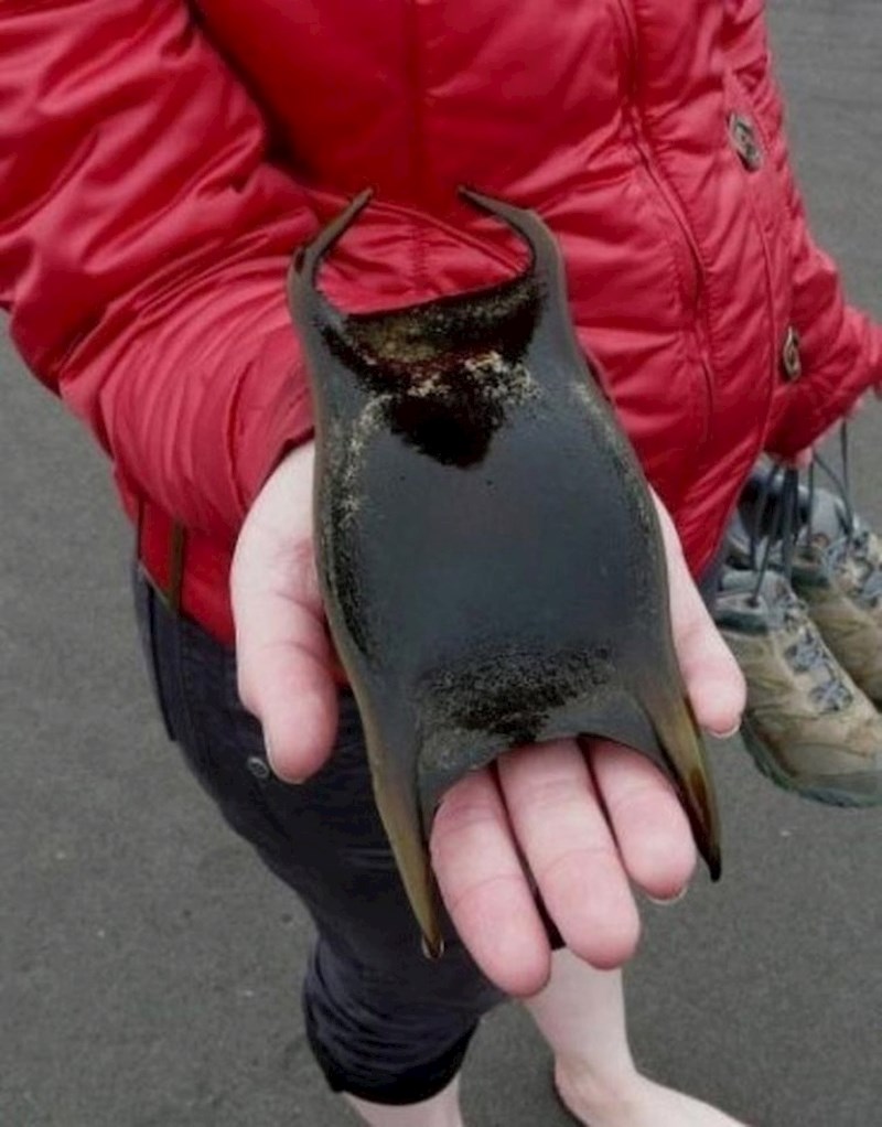 Jaje raže izgleda kao neko izvanzemaljsko stvorenje.