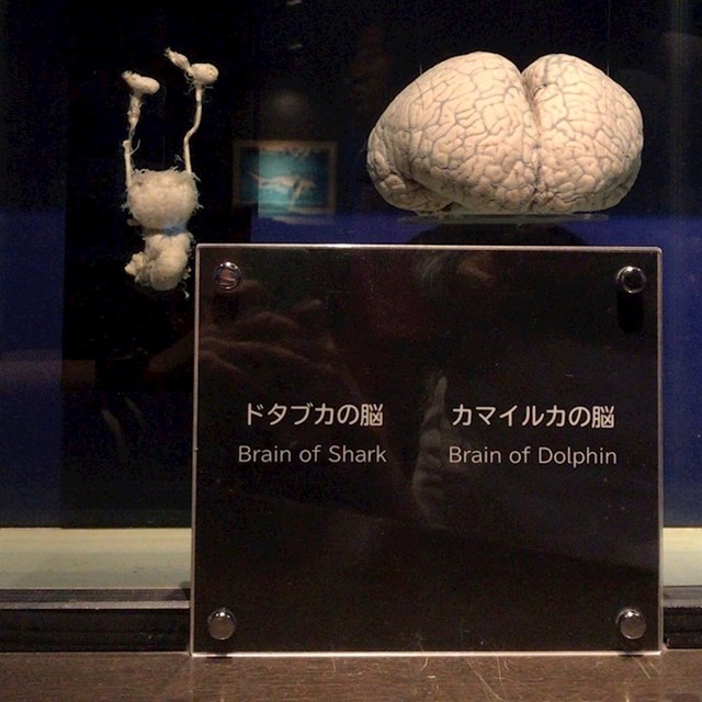 Usporedba mozga morskog psa i dupina