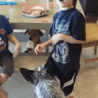 Psi smislili genijalan plan: Jedan od njih je zabavljao djecu, pogledajte što je drugi izveo