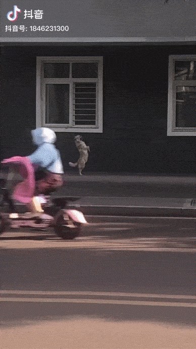 Pas je želio hodati ulicom kao pravi gospodin, pogledajte što je začudilo prolaznike