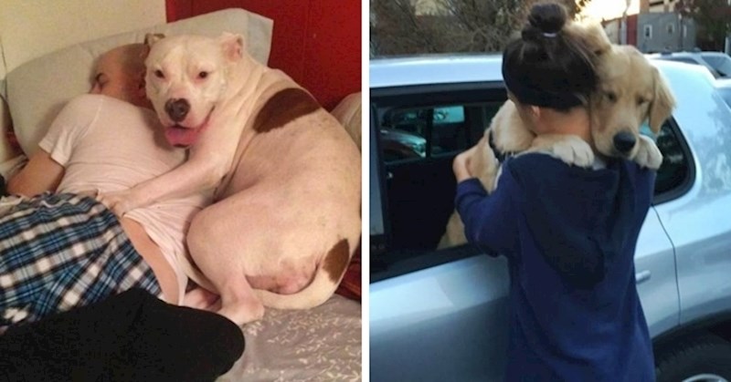 20 emotivnih fotografija koje nam pokazuju zbog čega bi svatko trebao imati kućnog ljubimca