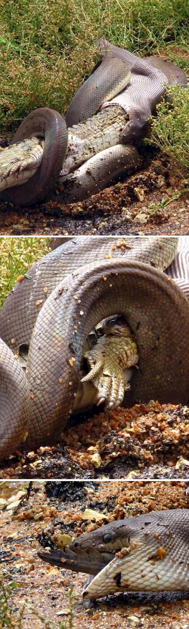 zmija jede krokodila