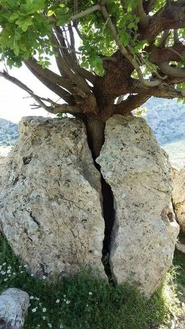 Stablo koje je izraslo u stijeni...