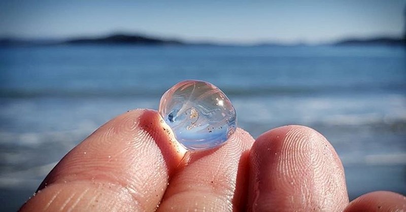 Pleurobrachia pileus