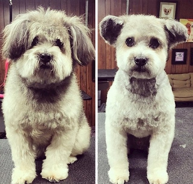 "Ovo je moj pas prije i nakon posjeta frizeru za kućne ljubimce."