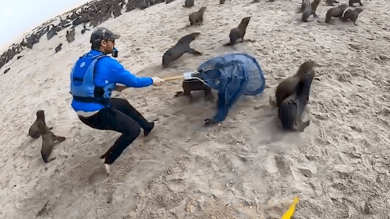 VIDEO Kajakaši su uzeli nožiće i škarice pa počeli trčati za tuljanima, javnost se oduševila njihovim činom