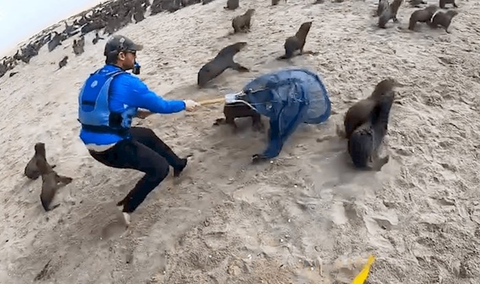 VIDEO Kajakaši su uzeli nožiće i škarice pa počeli trčati za tuljanima, javnost se oduševila njihovim činom