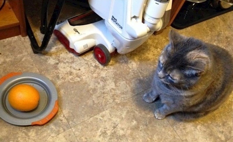 "Zamolila sam dijete da nahrani mačku."