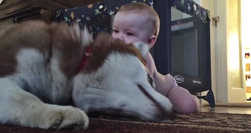 VIDEO Ova snažna beba je prišla haskiju i bez problema ga svladala, nije se mogao obraniti