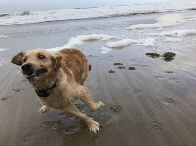 Prvi put je bio na plaži!