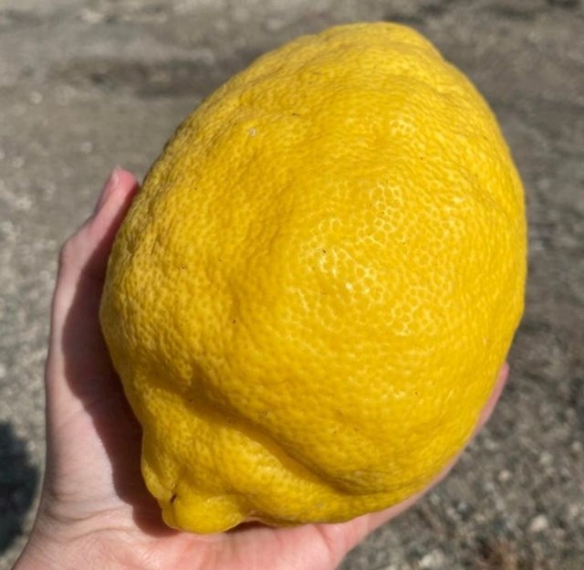 "Ovo je definitivno najveći limun koji sam ikad vidio."