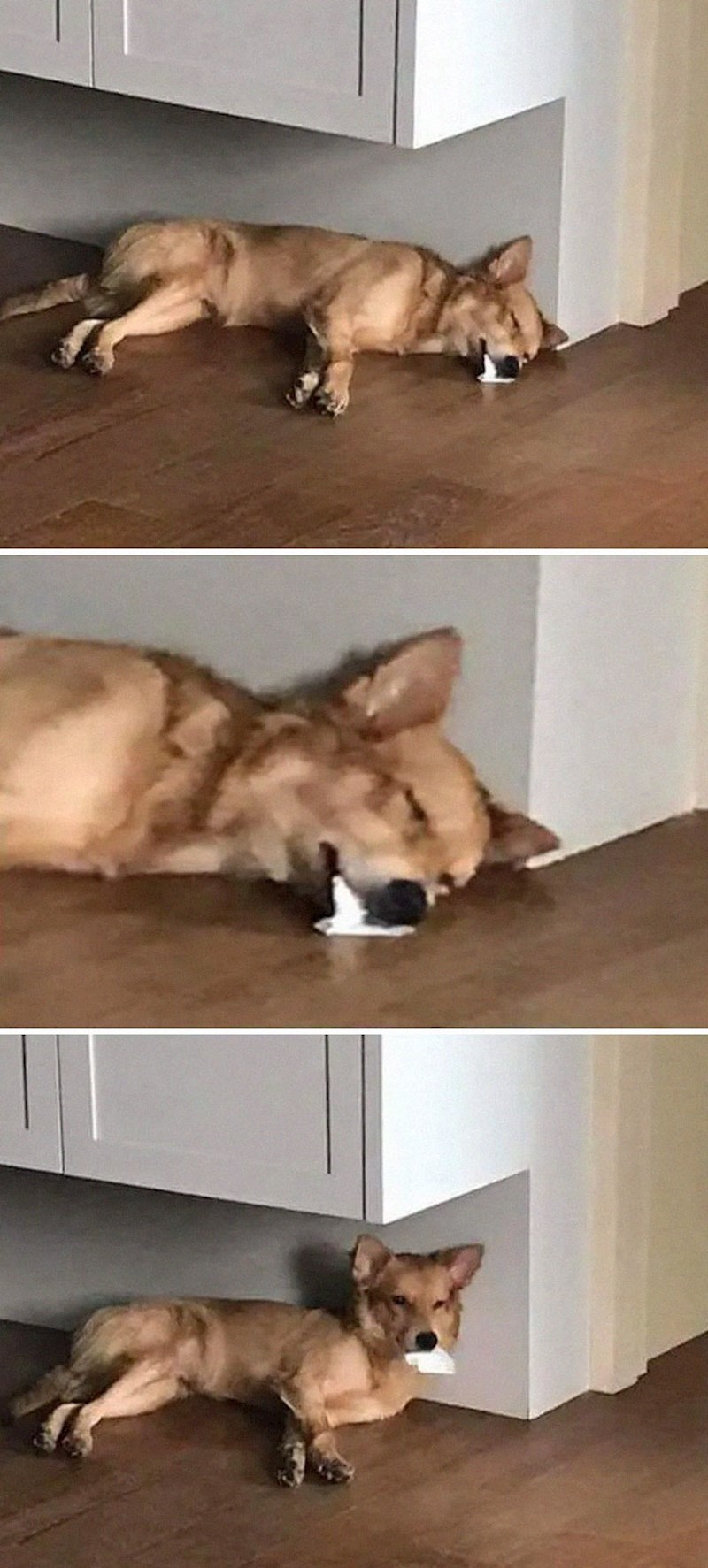 "Skoro sam dobila srčani kad sam vidjela svog psa."