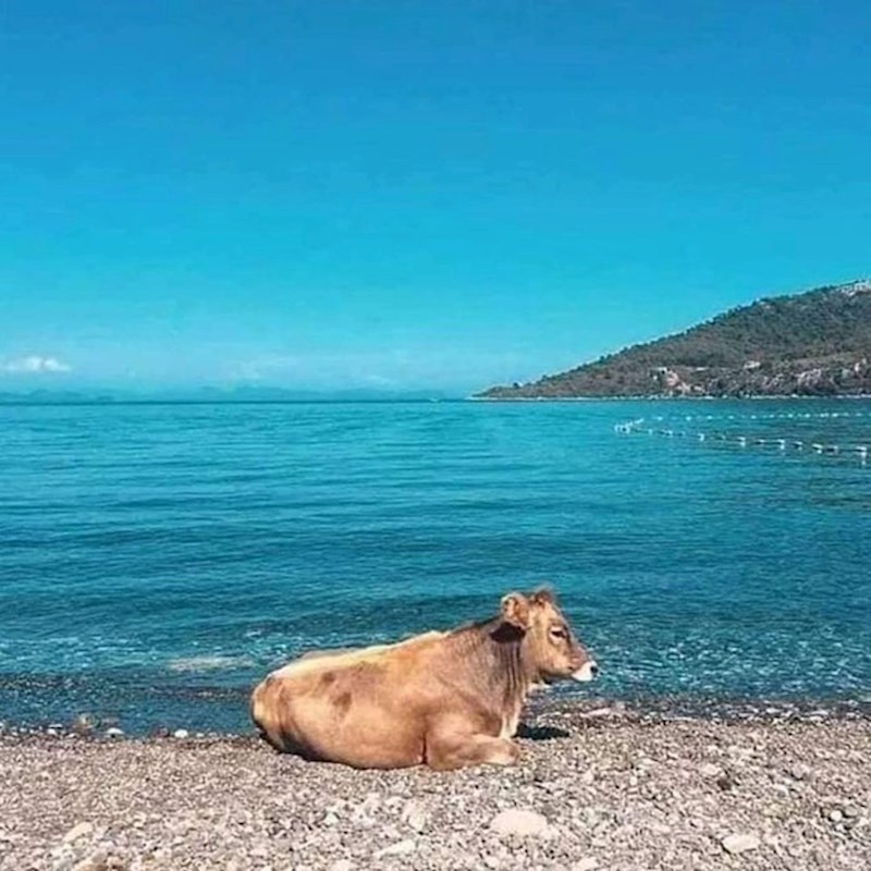 Pogledajte što je netko slikao: