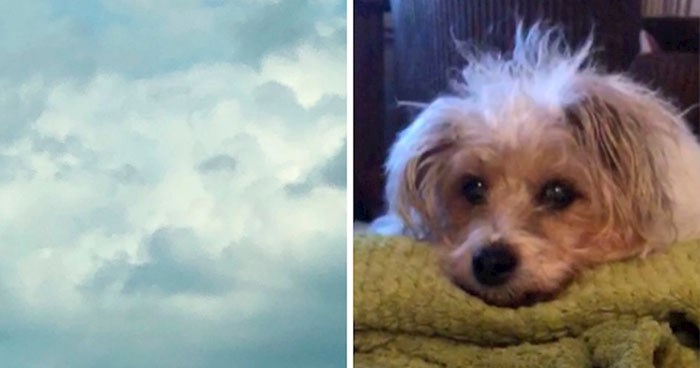 Svog psa je vidjela na nebu par sati nakon što je uginuo, drugi su pokazali slične primjere