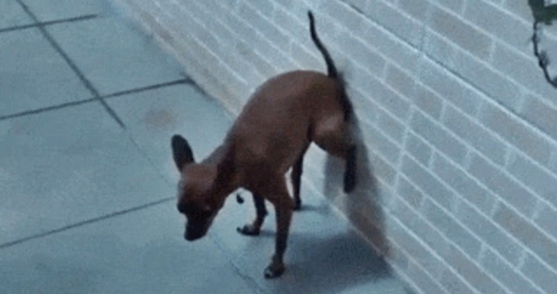 Zločin ovog bezobraznog psića će vas nasmijati do suza