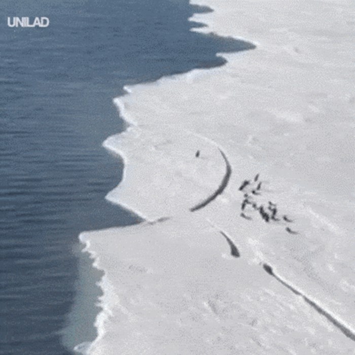 Kamera je uhvatila pingvina koji je ostao odvojen od ostalih nakon što je puknuo led, uslijedla je prava filmska scena
