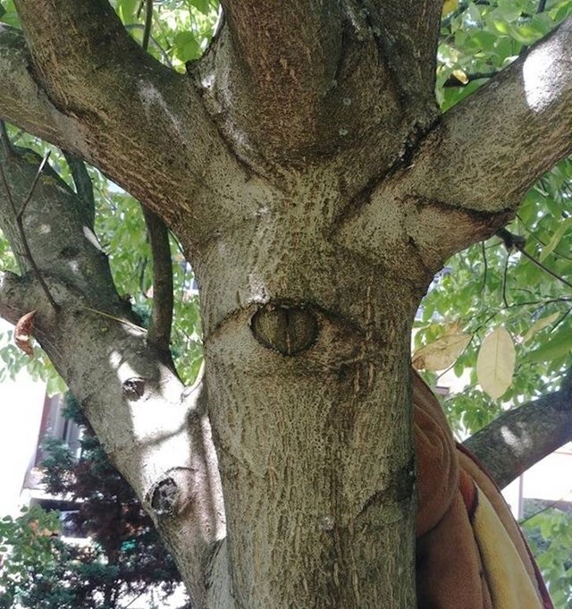 Stablo s okom koje vas promatra...