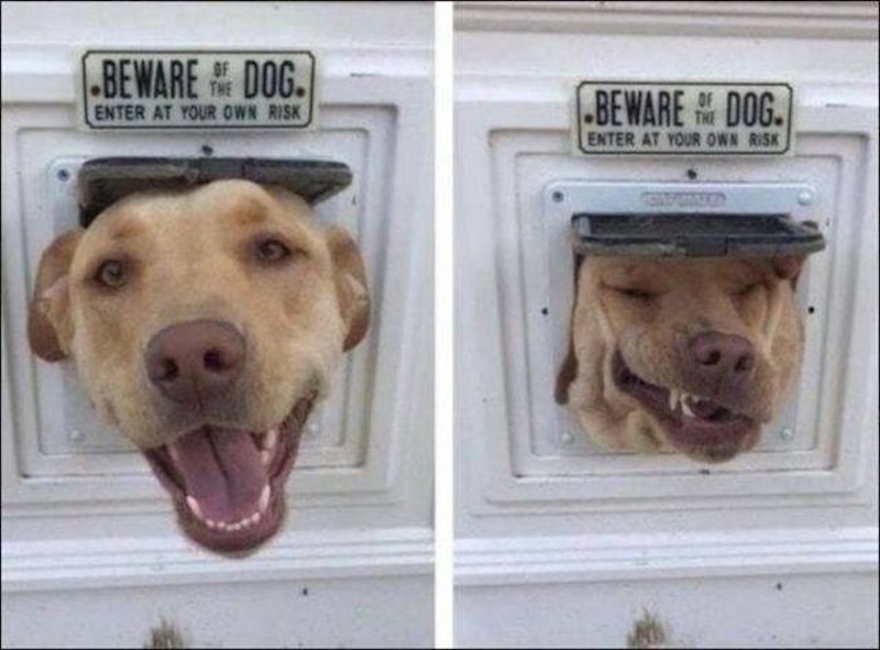 Ovo definitivno nije oštar pas. :)