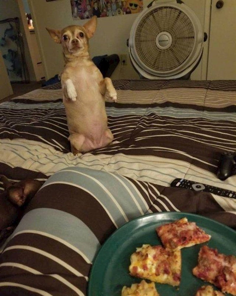 Svaki put kad njegova vlasnica jede...