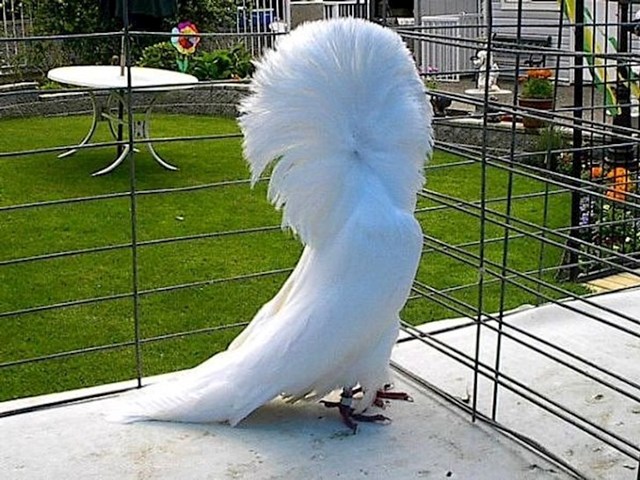 ovaj golub zna kako izgledati spektakularno.