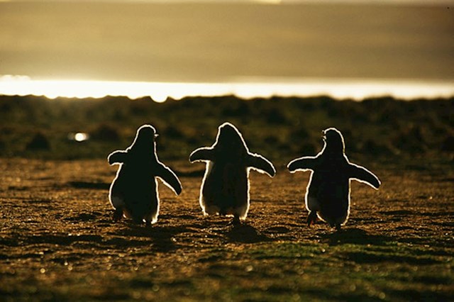 Razigrane bebe pingvina