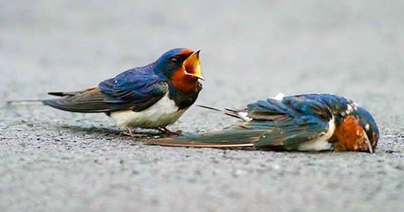 15 moćnih fotografija od kojih bi vam srce moglo puknuti