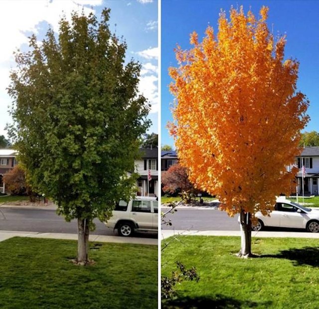 Pogledajte kako se stablo može promijeniti u samo 11 dana!