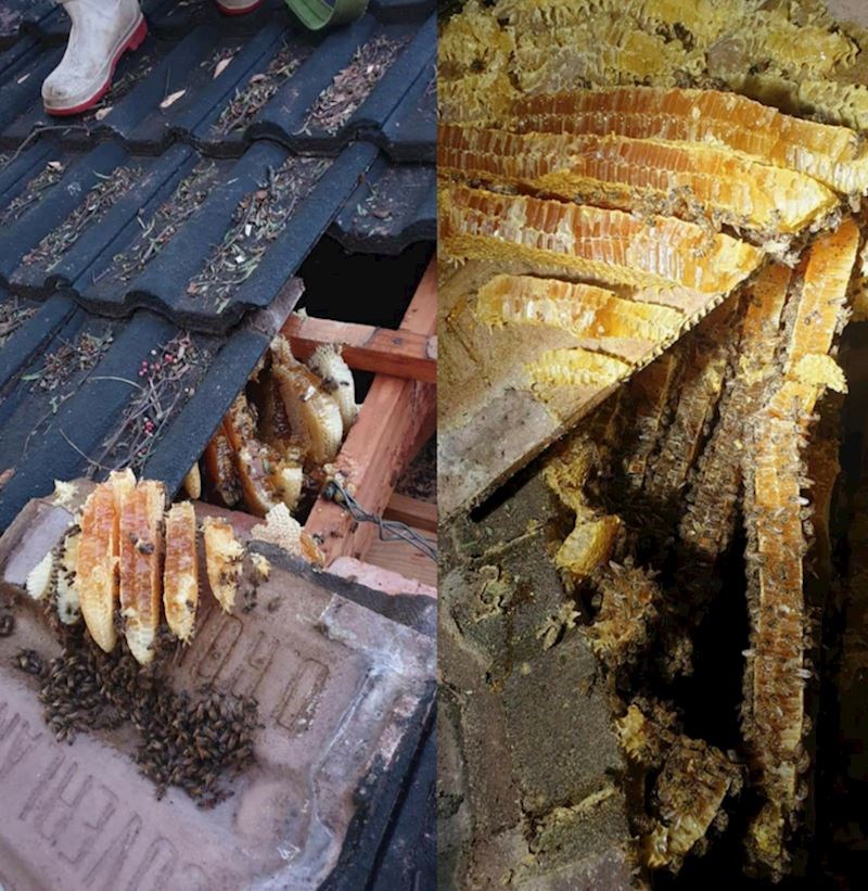 Ono kad slučajno u potkrovlju nađeš preko 15 kg meda...